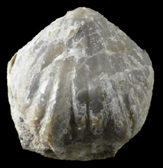 Obturamentella wadei